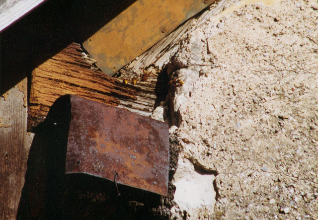 hornissennest 4 1992