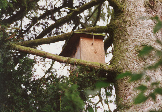 hornissennest 7 1992