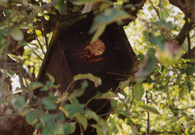 hornissennest 9 1992
