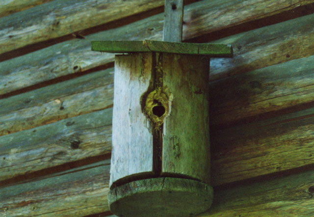 Hornissennest in Vogelnistkasten