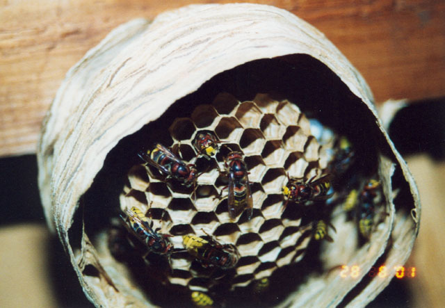 hornissennest 5 2001