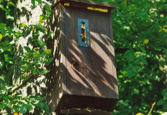 Hornissennest in Hornissenkasten5
