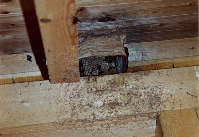 Hornissennest in Regenunterstand auf Golfplatz