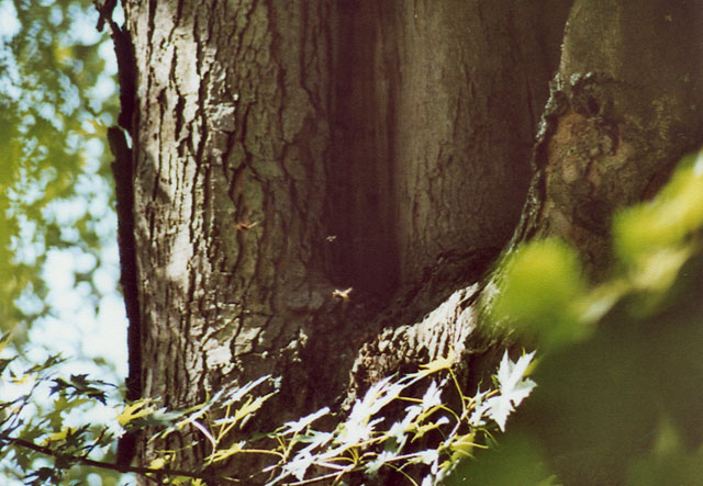 Hornissennest in Baumhhle