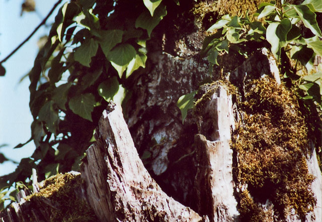 hornissennest 1 1989