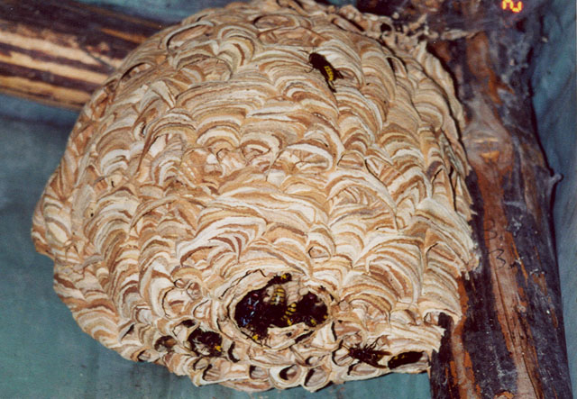 hornissennest 1 1989