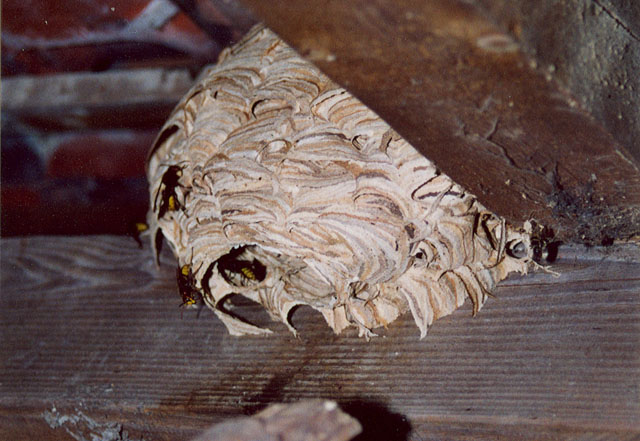 Hornissennest in ehemaligen Bienenhaus
