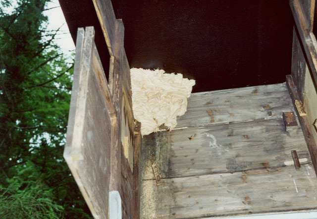 Hornissennest an Hochsitz