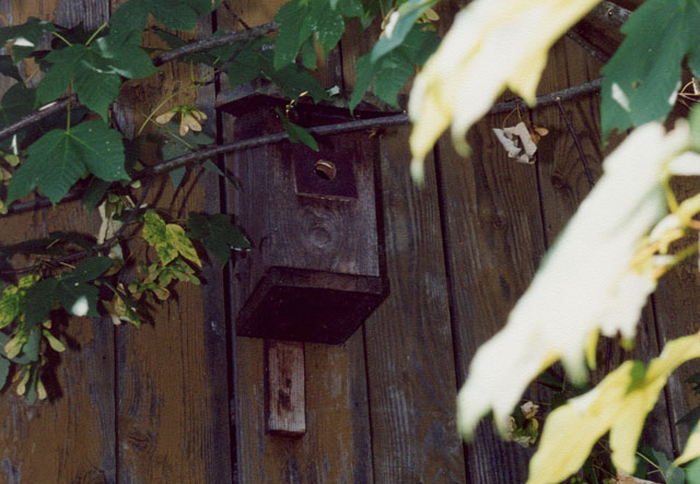 Hornissennest in Vogelnistkasten