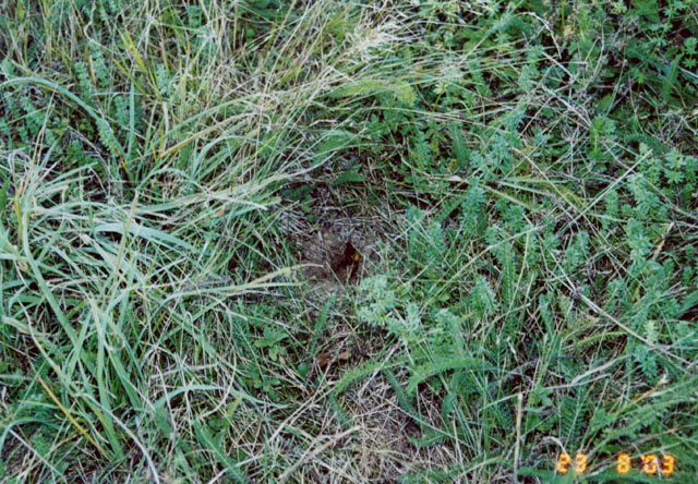 Hornissennest in Erdhhle und Zwischendach
