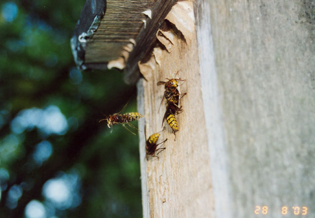 Hornissennest in Vogelnistkasten
