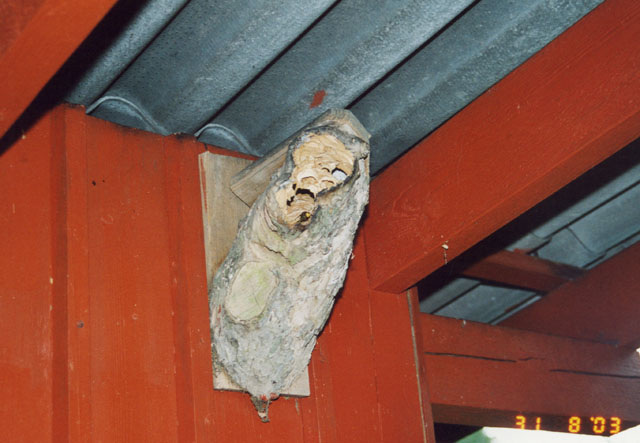 Hornissennest in Vogelnistkasten