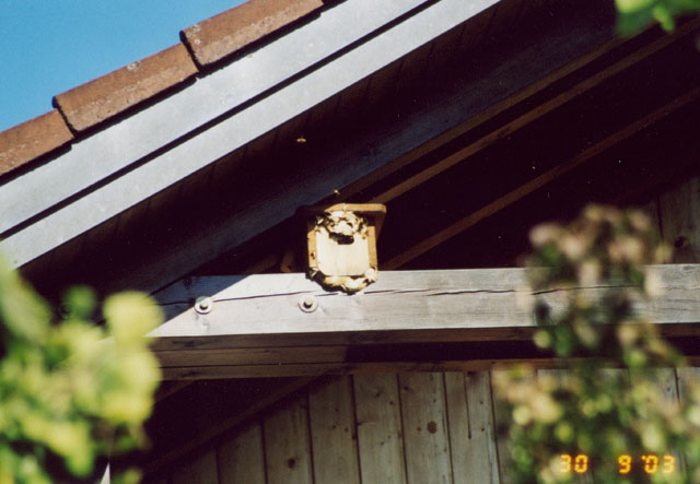 Hornissennest in Vogelnistkasten