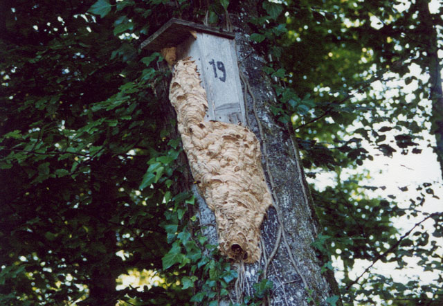 Honissennest in Vogelnistkasten