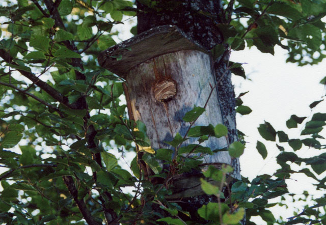 Hornissennest in Vogelnistkasten