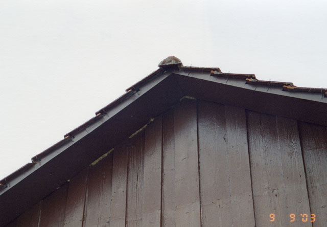 Hornissennest in Dachstock