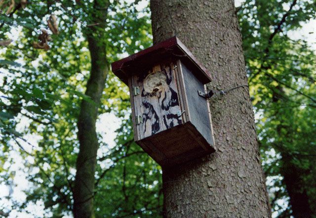Hornissennest in Kauzennistkasten