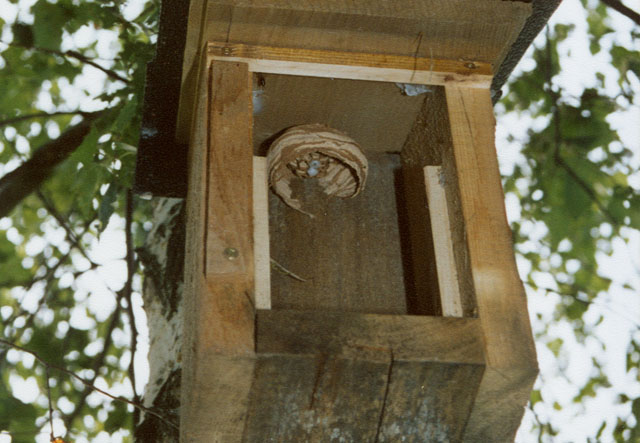 Hornissennest verlassen in Vogelnistkasten