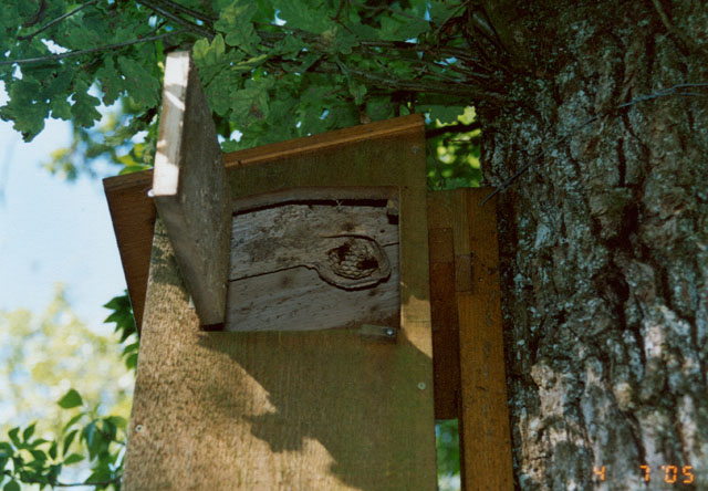 Hornissennest in Hornissenkasten 7