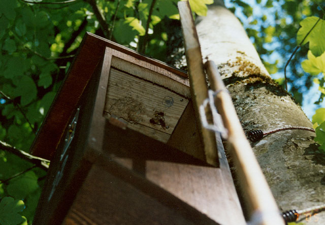 Hornissennest in Hornissenkasten 22
