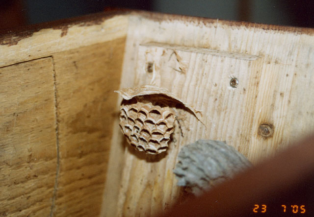 Hornissennest aus Hornissenkasten 21