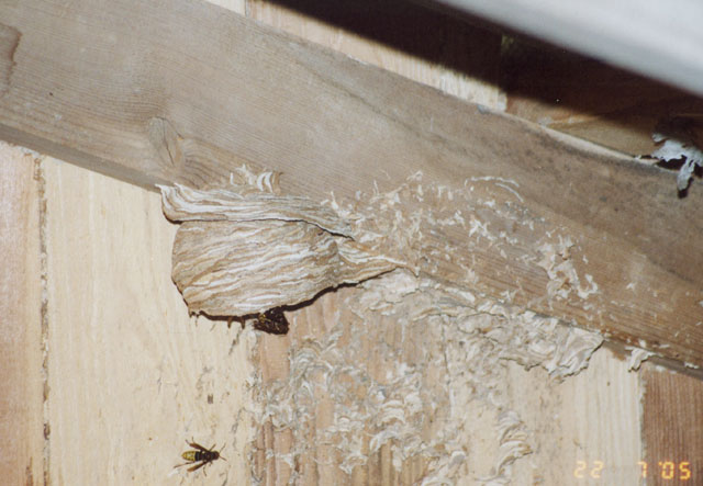 hornissennest 1 1989