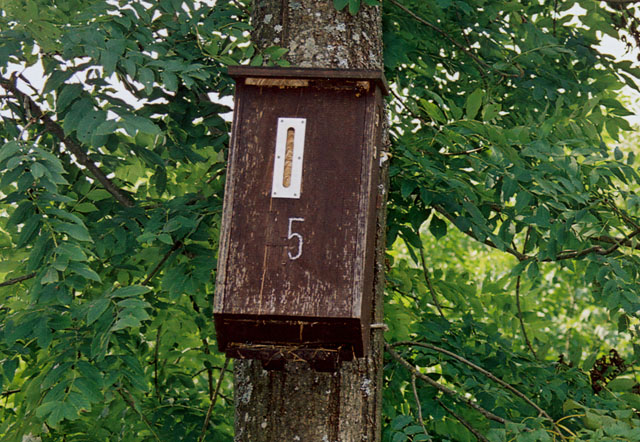 Hornissennest in Hornissenkasten 5
