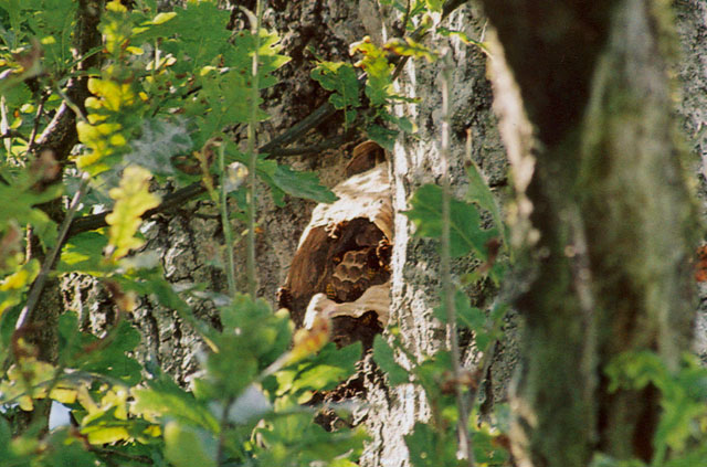 Hornissennest in Baum-Halbhhle