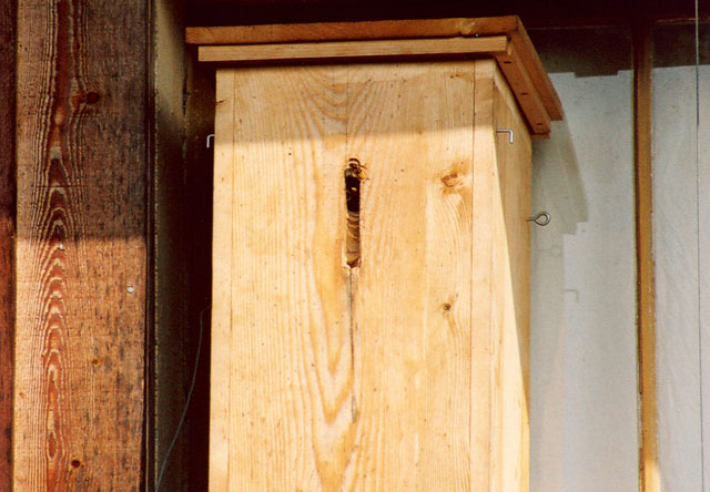 Hornissennest in Hornissenkasten