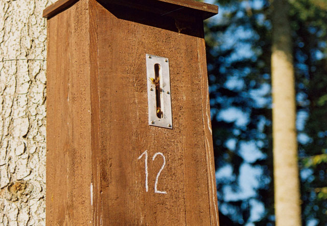 Hornissennest in Hornissenkasten 12
