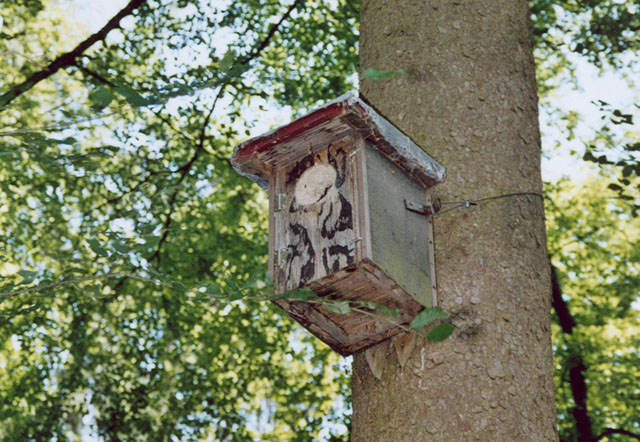 Hornissennest in Waldkauz-Nistkasten