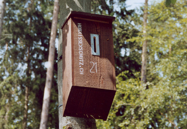 Hornissennest in Hornissenkasten 21