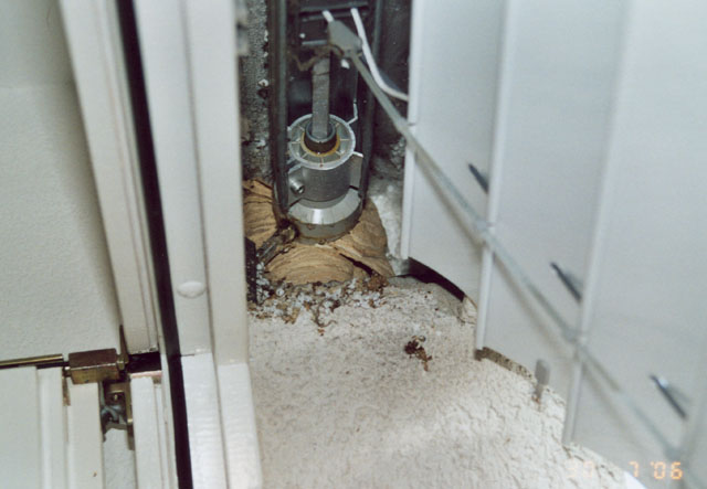 Hornissennest in Storennische