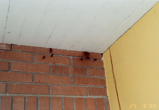 Hornissennest in Dachuntersicht