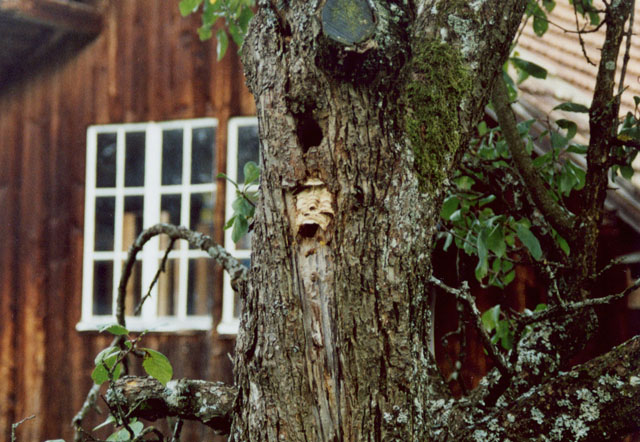 Hornissennest in Obstbaumhhle