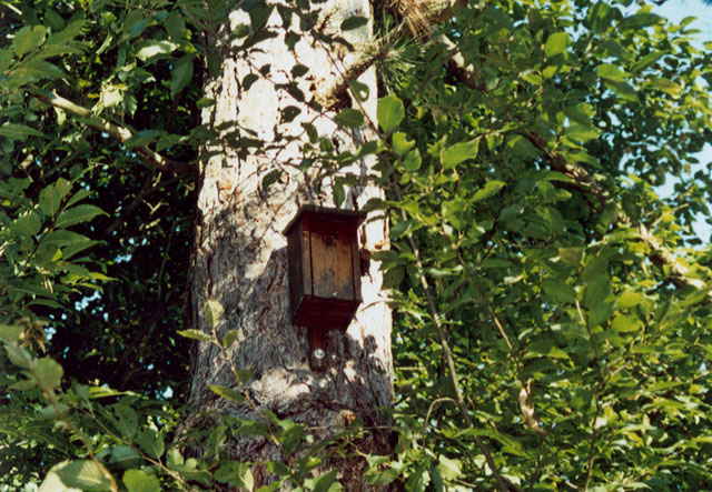 Hornissennest in Vogelnistkasten