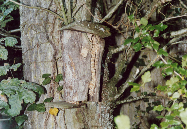 Hornissennest in Vogelnistkasten