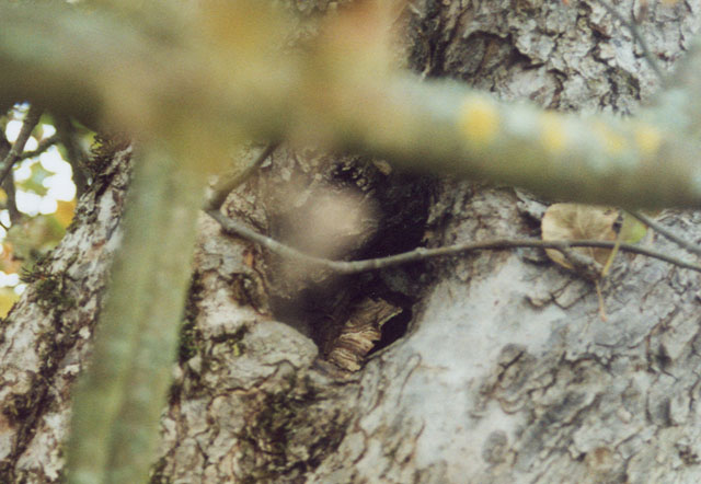 Hornissennest in Obstbaumhhle