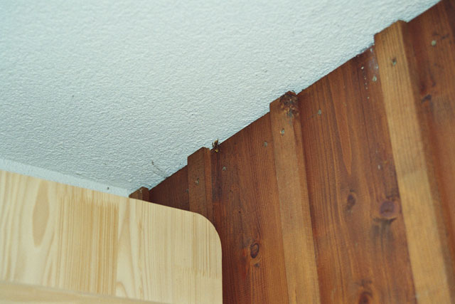Hornissennest hinter Holzfassade
