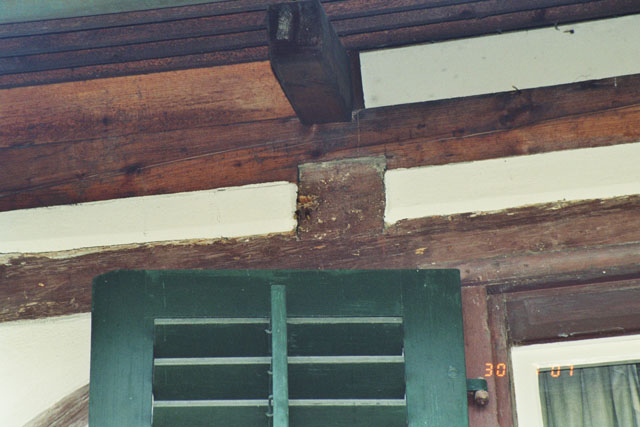 Hornissennester in Riegelhaus-Deckenhohlraum