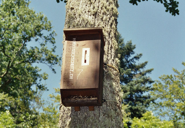 Hornissennest in Hornissenkasten 7