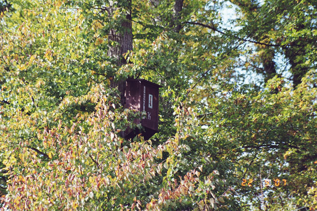 Hornissennest in Hornissenkasten 14
