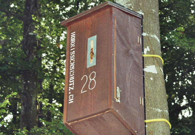 Hornissenest in Hornissenkasten 28