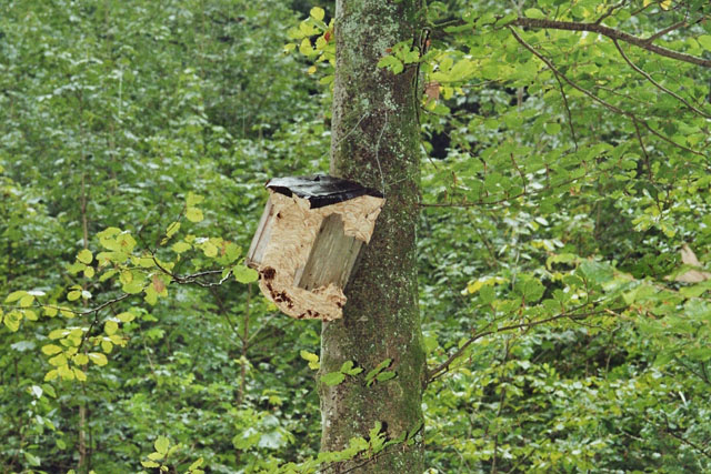 Hornissennest in Vogelnistkasten