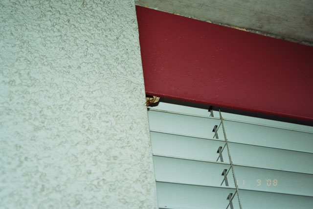 Hornissennest in Storennische
