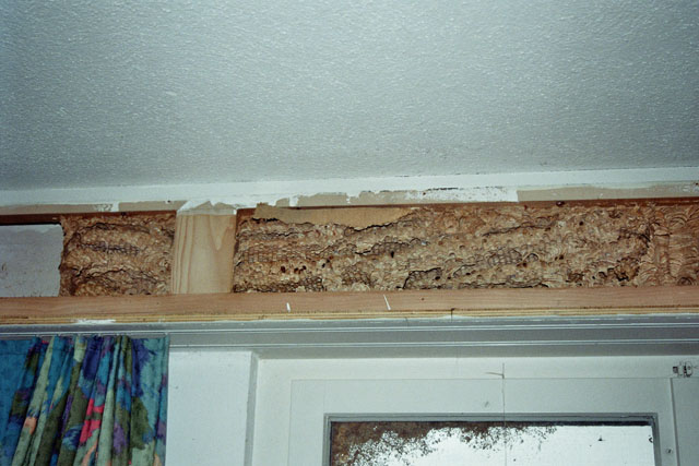 Hornissennest in Rollladenkasten