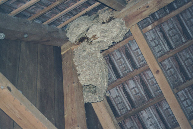 Hornissennest in Dachstock einer Hofscheune