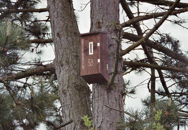 Hornissennest in Hornissenkasten 38