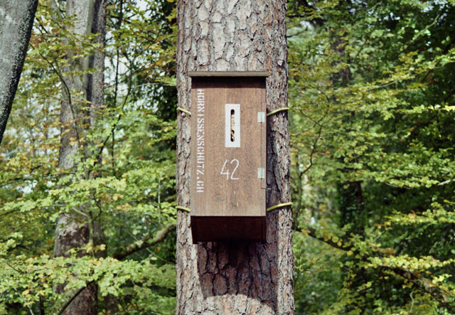 Hornissennest in Hornissenkasten 42