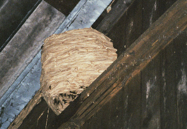 Hornissennest unter Scheunendach